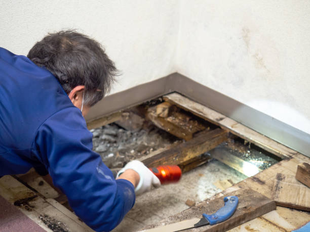 Why You Should Choose Our Mold Remediation Services in Canon, GA